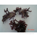 Iodine 0.1% FUCUS Vesiculosus P.E